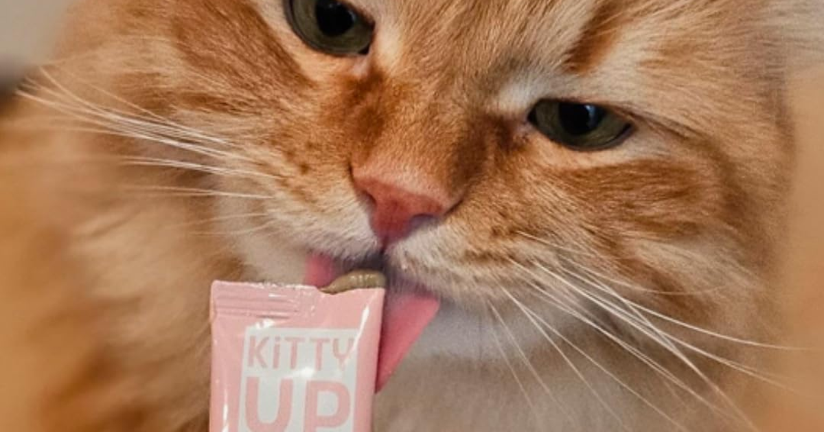 Cats Love These Lickable Treats — A Vet Explains Why