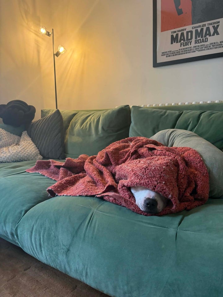 Chase loves the sofa