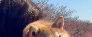 柴犬の旅先ショットの“虚無顔”が渋すぎる⇨「やる気ゼロ」「顔、正直すぎる」と大爆笑