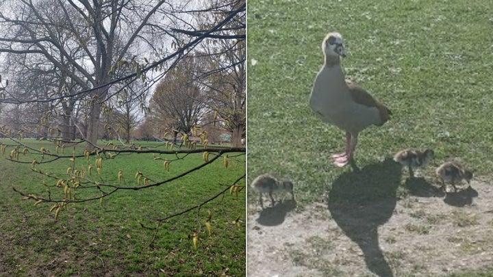 Some spring catkins on the left: goslings on the right