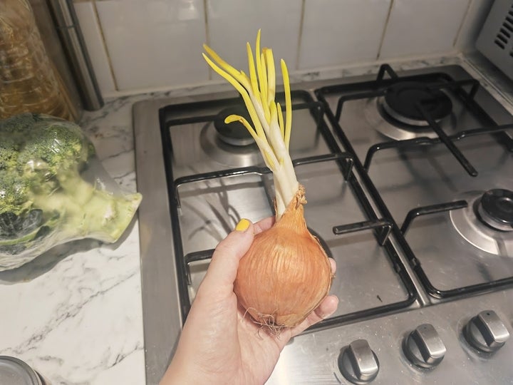 Sprouted onions