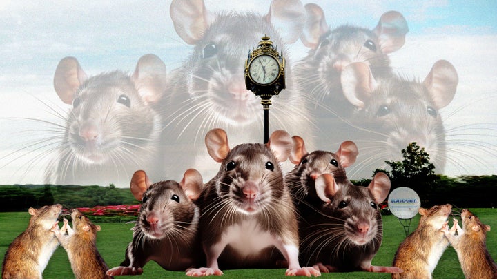 The Trump National Golf Club Westchester in Briarcliff Manor, New York, was cited for five health code violations after inspectors found rodents, insects and grime during a visit last November.