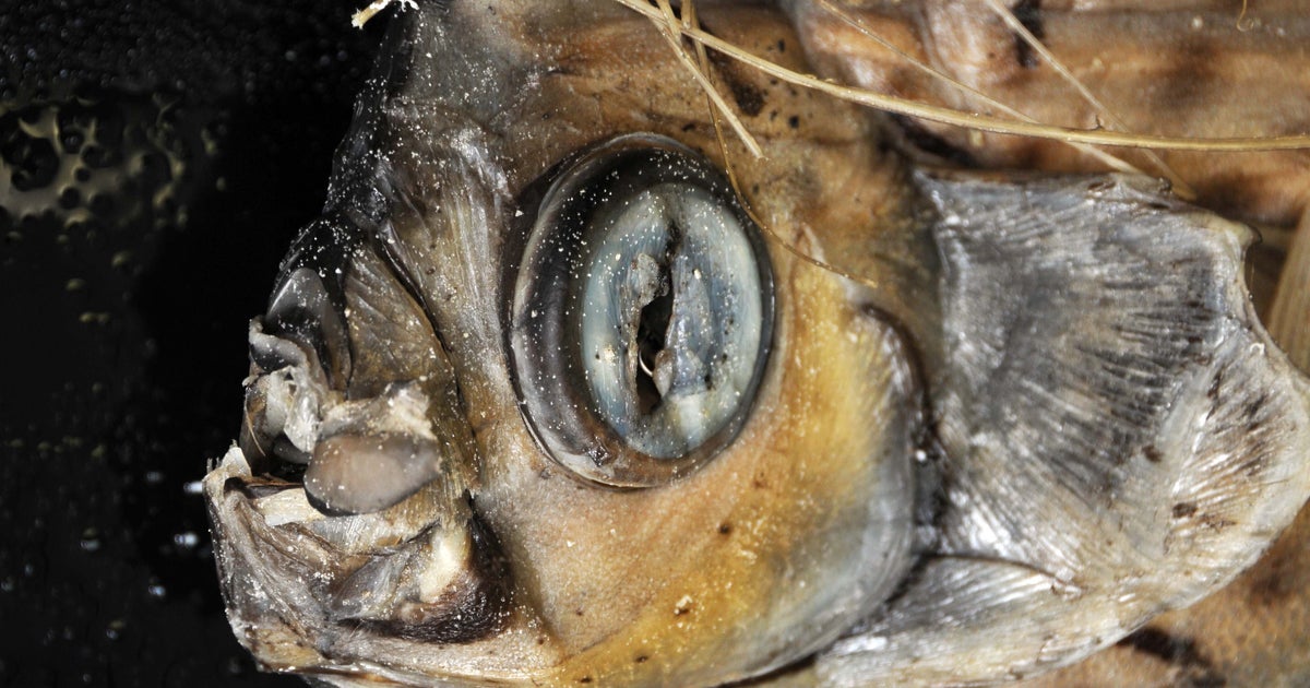 巨大！体長3メートル超の『終末の魚』2匹、水深1000メートルの深海から 