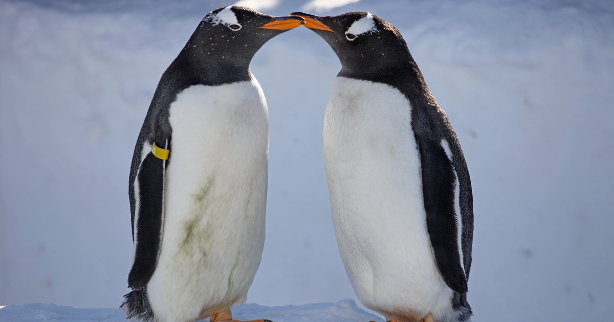 恋のプレゼントは小石」ペンギンのために子どもたちがカラフルに