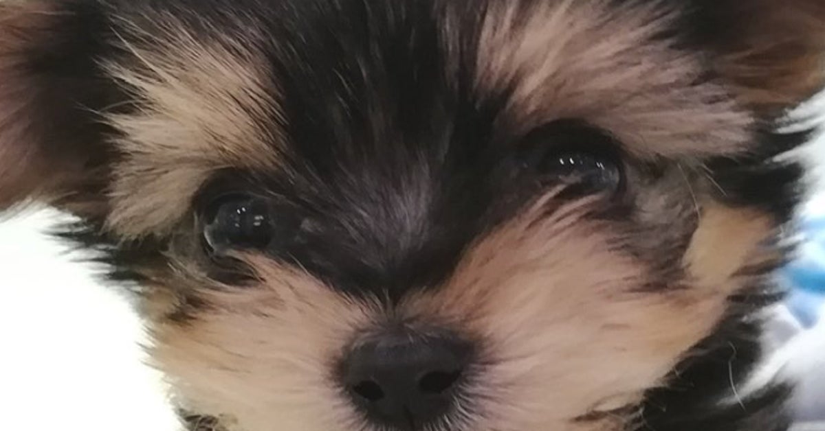 子犬から成犬で“毛色”が激変…！成長した愛犬に「違う犬では？」「こんな色変わるの！？」