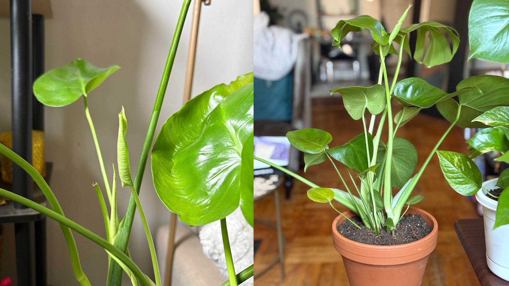 This Liquid Fertilizer Will Make Your Plants So Healthy, Everyone Will Think You're A Professional