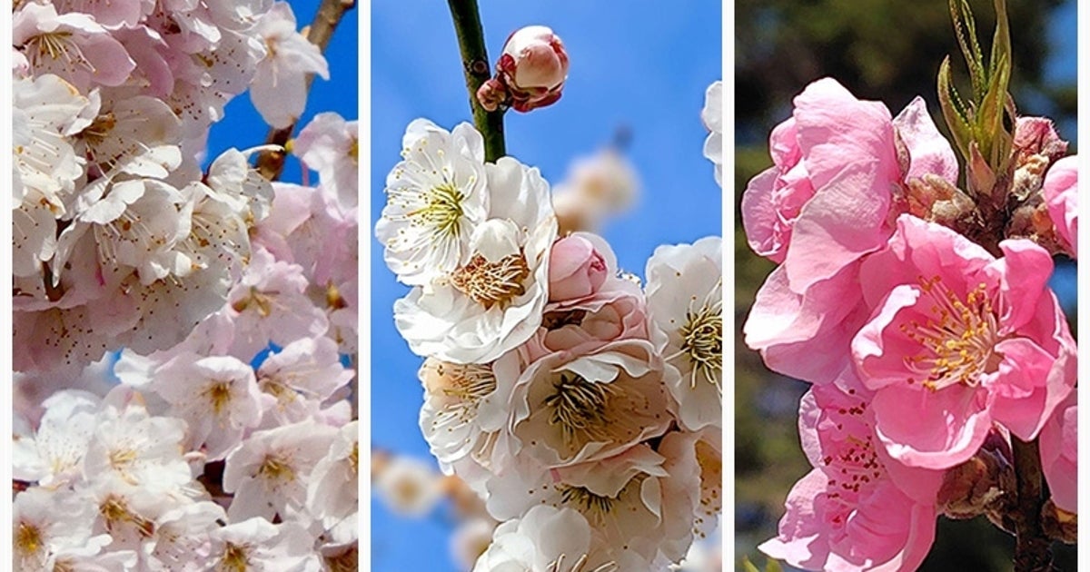 桜の花びらイラストはなぜハート型？形に隠された秘密と綺麗に描くコツを徹底解剖
