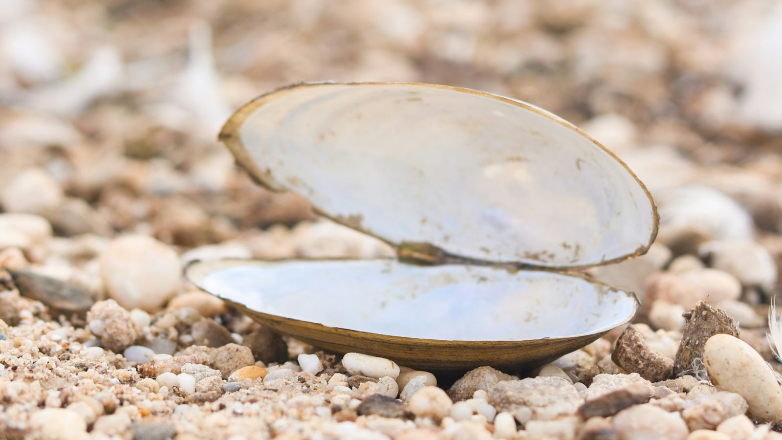 'Clamshells' Are A Knee And Back Pain-Friendly Way To Strengthen Your Balance