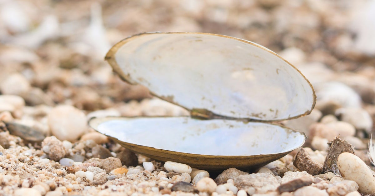 Clamshells Are A Knee And Back Pain-Friendly Way To Strengthen Balance