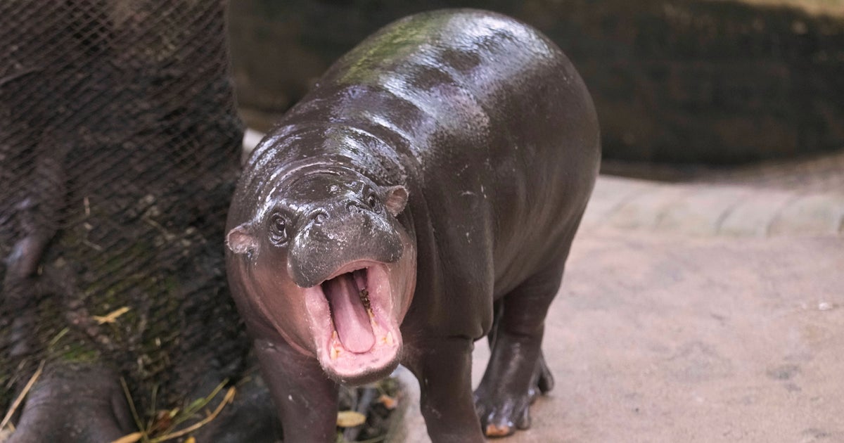 Man Arrested After Climbing Into Moo Deng's Enclosure At Thai Zoo