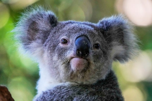 A koala sits in a tree at a koala park in Sydney, Australia, May 5, 2023. (AP Photo/Mark Baker, File)