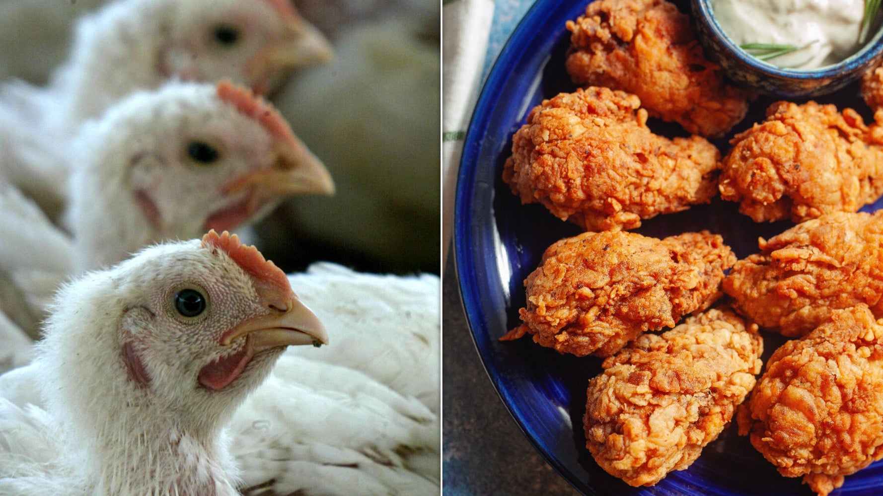 Pasture-Raised Chicken: Understanding the Premium Label and What You're Really Buying