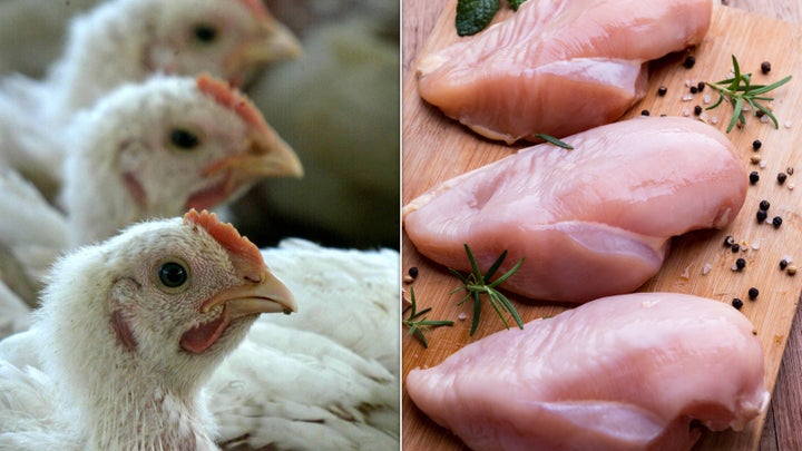 Regardless of an organic, free-range or pasture-raised label, “almost 99.9% of all birds raised for food in the United States come from genetically selected, fast-growing birds raised in industrial farms,” said Andrew deCoriolis.