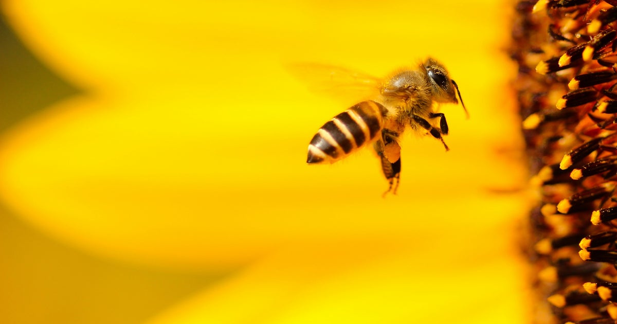 I Tried The 'Bee Hum' Method For Better Sleep | HuffPost UK Life