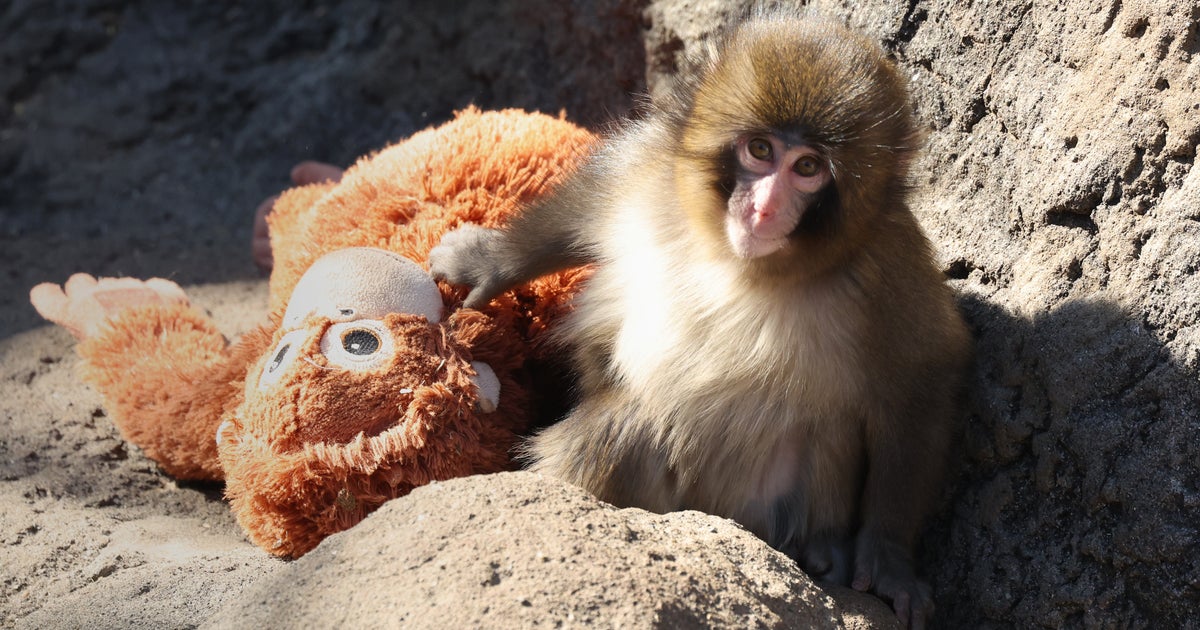 子ザルのパンチくん、どこにいる？市川市動植物園がクイズ⇨「他のお猿さんと違うからわかります」「難しかった」