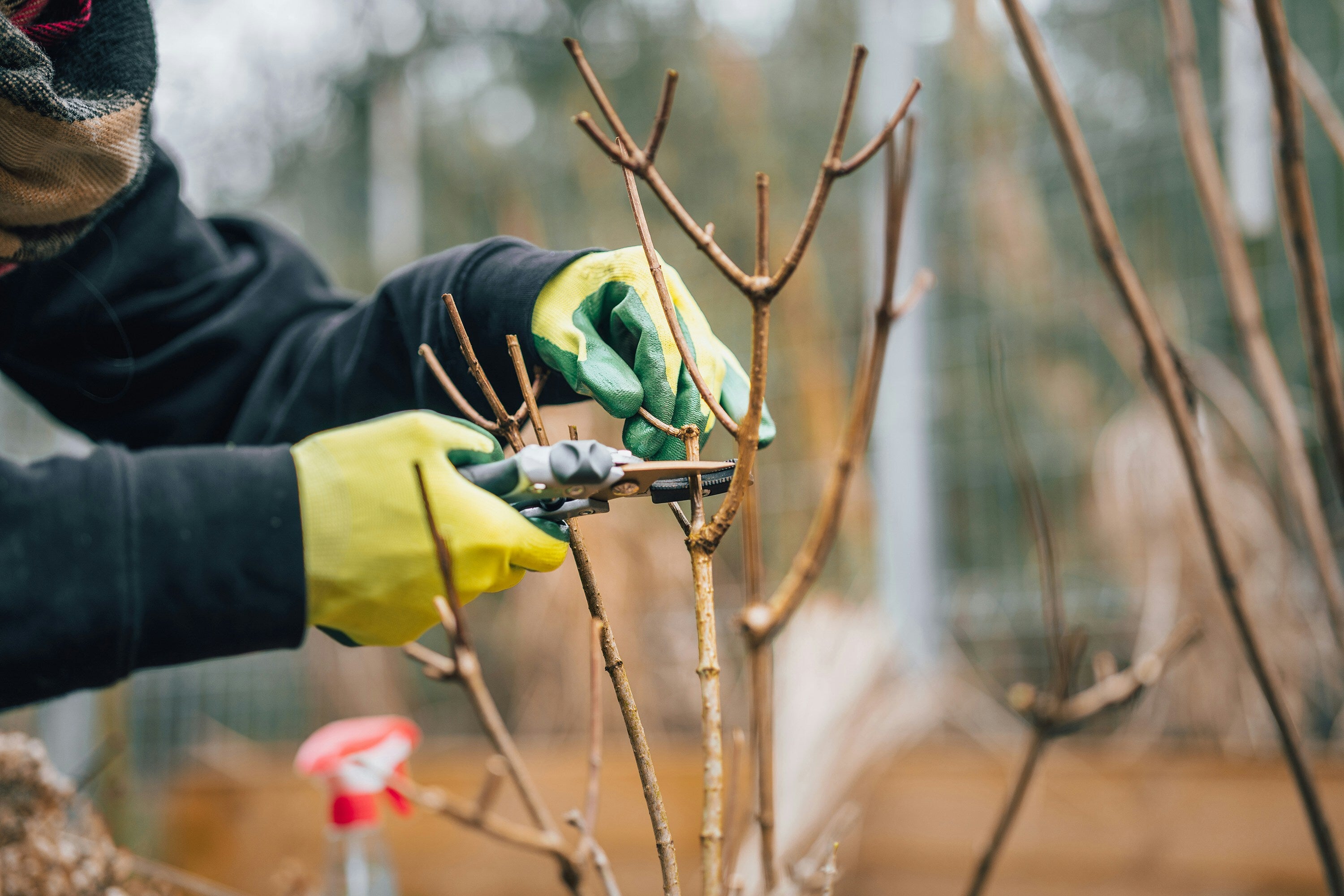 Timing, Trim Length And Tools: The Ultimate Guide To Pruning
