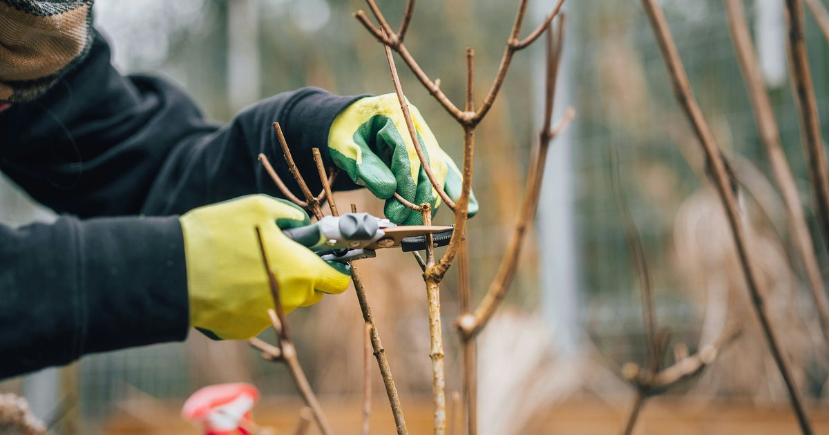 Pruning: A Gardener's Ultimate Guide