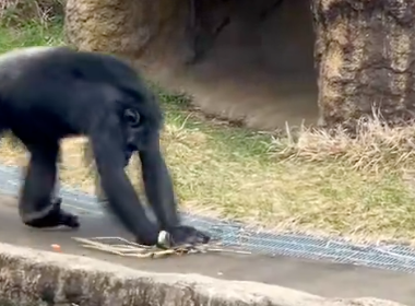 雑巾がけを披露するチンパンジー、軽快な仕事ぶりに「まるで人みたい」「うちに掃除に来て欲しい」