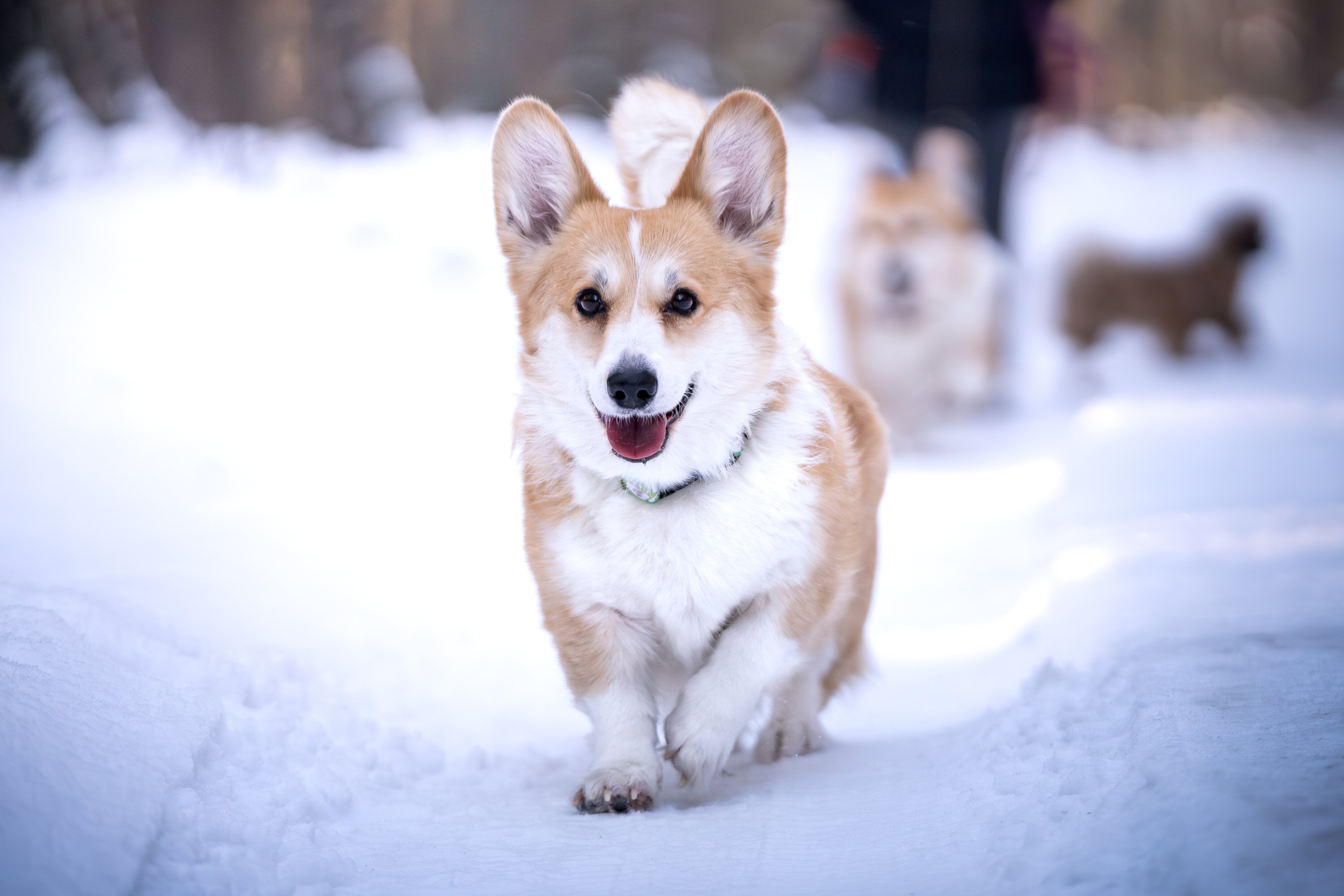 7匹の犬が助け合いながら17キロ離れた自宅へ生還。中国で撮影された動画に「映画のストーリーのよう」