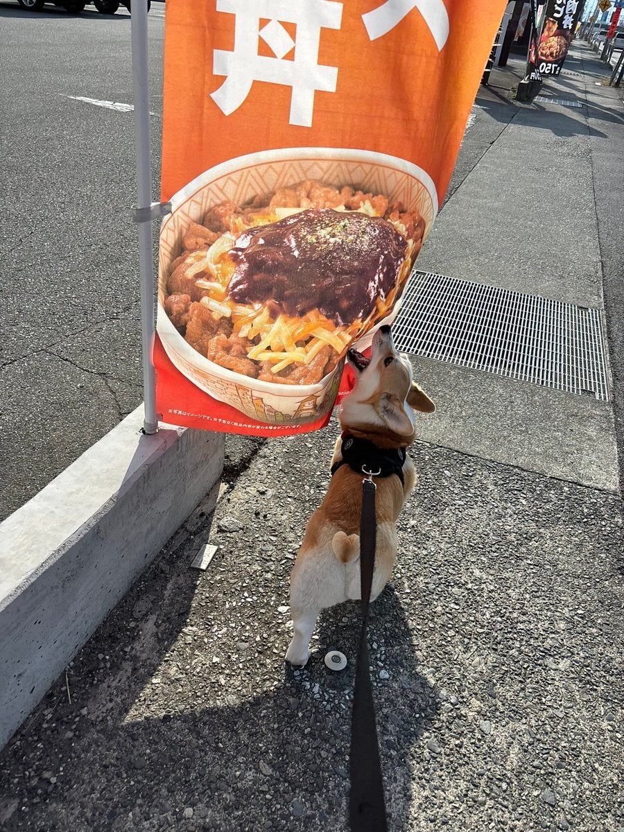 のぼりの牛丼を味わうコーギー「完全に食べてる」「毎朝これ」⇨「買ってあげたい」ネット民悶絶