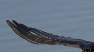 空飛ぶカラスが咥えた獲物が...⇨「カニの引っ越し」「運び方上手い」と反響