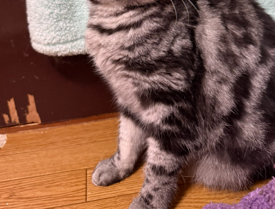 愛猫の藤原竜也っぽい“3段階”怒り顔⇨「いい表情」「ブチ切れてても可愛い」とネット悶絶