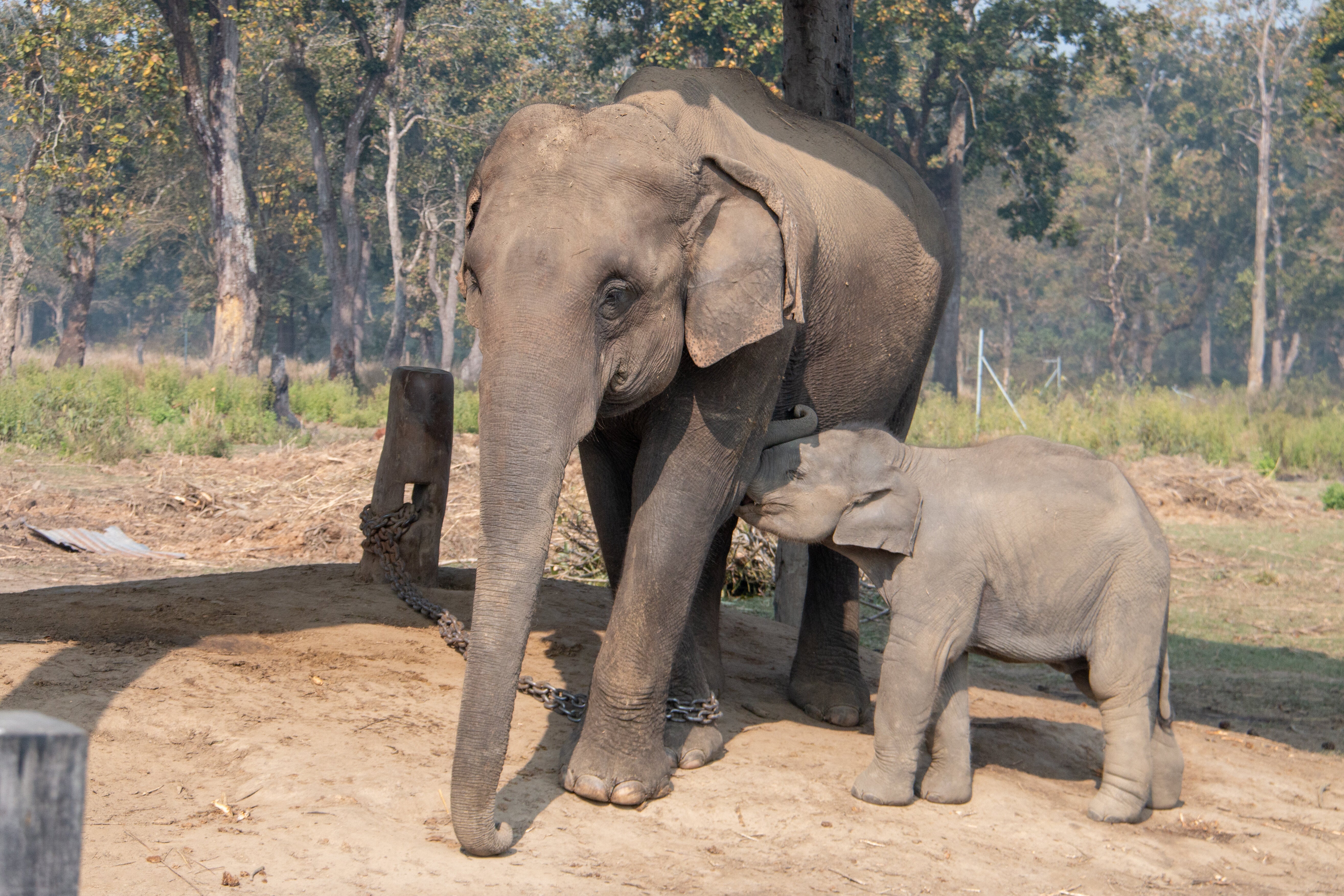 雨にはしゃぐ生後7カ月のゾウが可愛すぎ！普段とは違う様子も見られる「雨の日の動物園」が話題