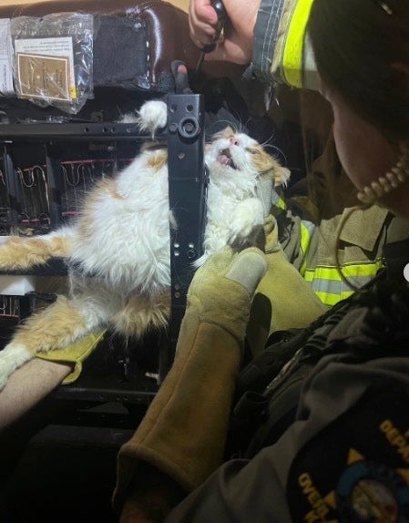 病院嫌いの猫、逃げようとして椅子にはさまる⇒警察と消防が出動する大救出劇に（アメリカ）