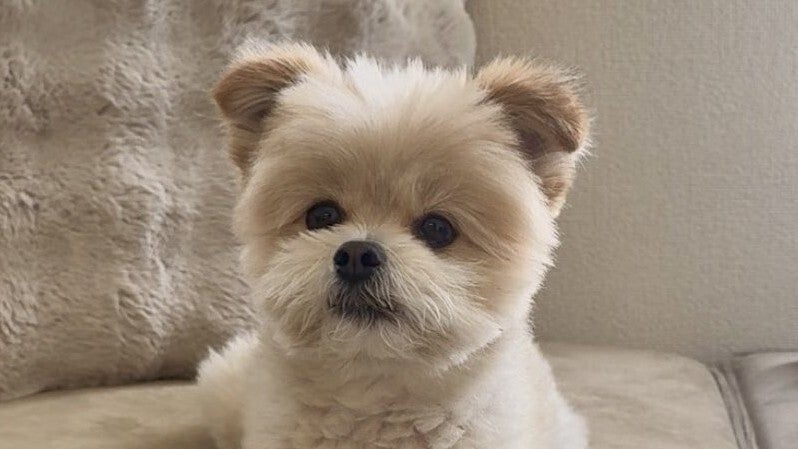 いたずら後に愛犬が見せたポーズに空目する人続出。「足組んでるのかと思った」「偉そイッヌだ…」と反響