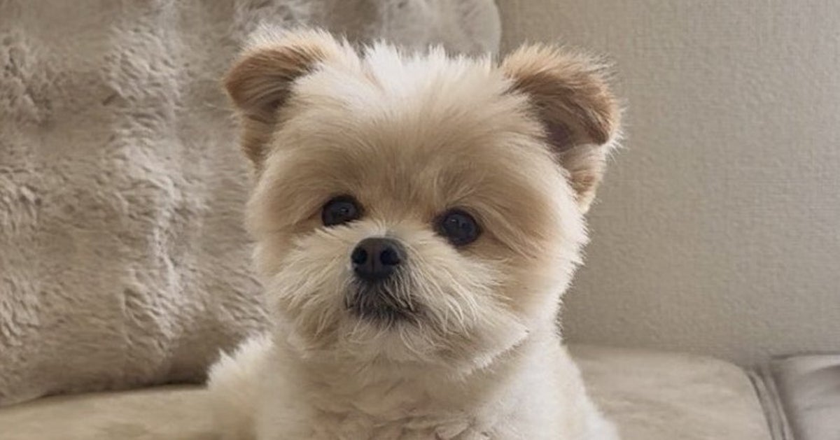 いたずら後に愛犬が見せたポーズに空目する人続出。「足組んでるのかと思った」「偉そイッヌだ…」と反響