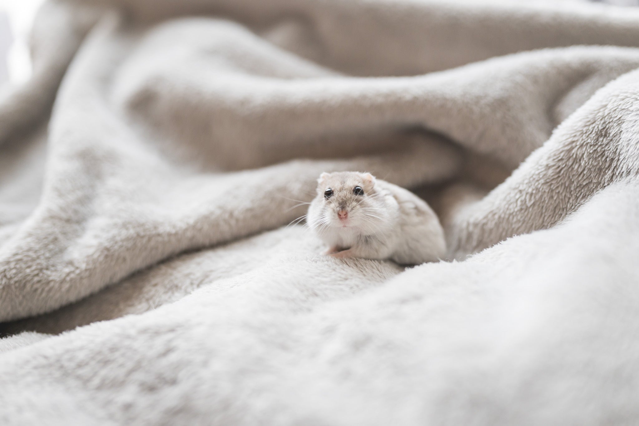 回し車を意外な姿で使うハムスターに「新しい曲芸かな？」「リアルリックだ！」と反響