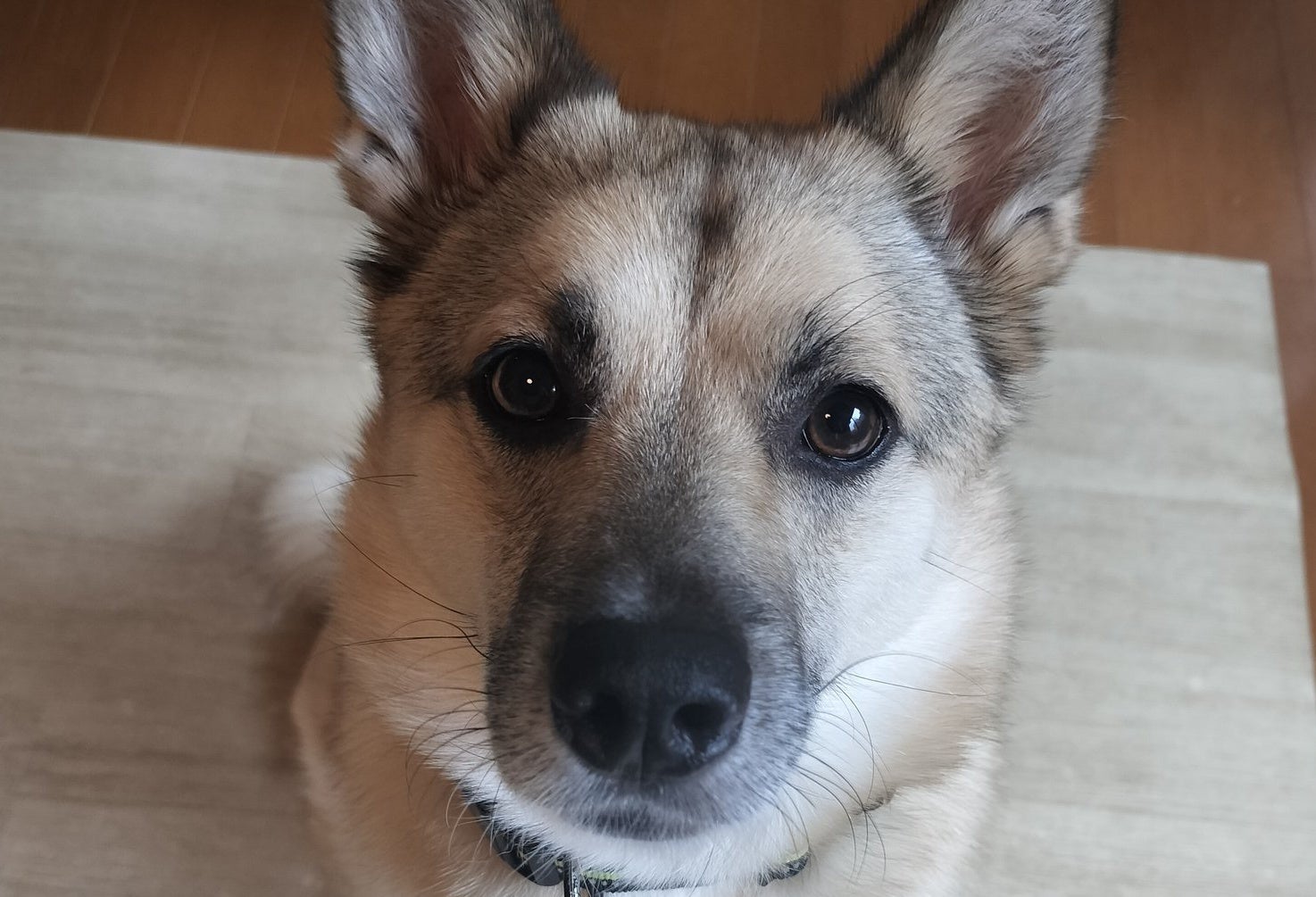 散らかった部屋をAIで加工したら...⇨「犬の肘がかわいすぎ」「サイバーパンク」と7.5万「いいね」