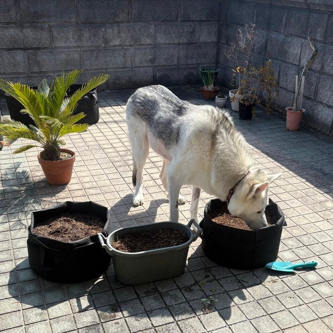 種まきした直後に…悲劇！⇒“全チェック”する犬、まさかの展開に「もうダメそう」「あちゃー」