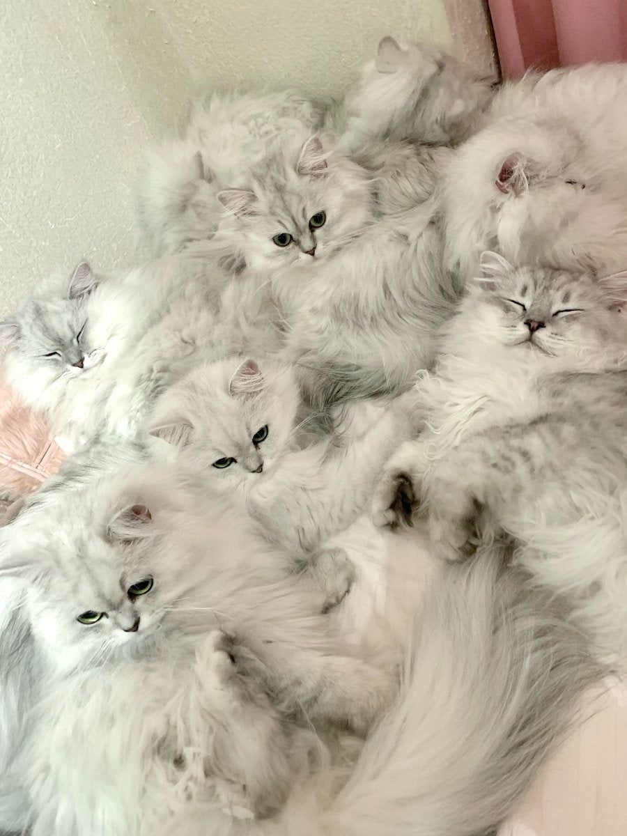 この中にペルシャ猫は何匹いる？Grokに聞いてみたら驚きの返答だった！⇨「中に人がいるだろ」「やるやん」