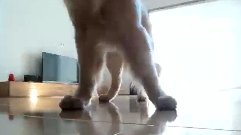 ロボット掃除機が撮った「愛犬の記録」が想像を超えていた...⇨「可愛すぎて何回も見た」「圧倒的プライスレス」と17万「いいね」