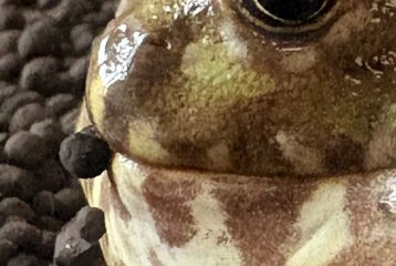 アイドルから妖怪へ。“チャコガエル”の変化に衝撃走る⇨「もはや芸術」「水羊羹みたい」の声