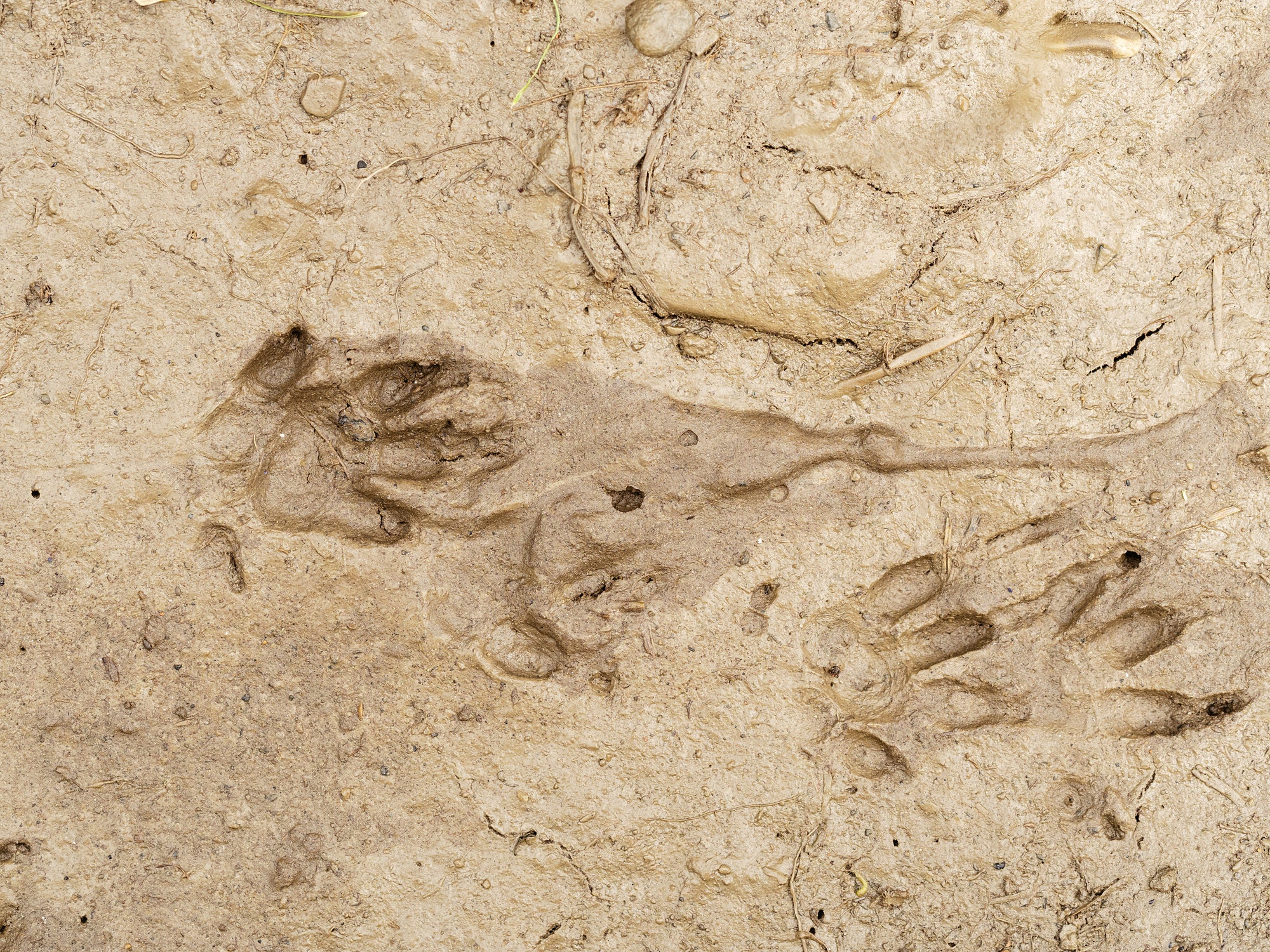 All The Signs Your Garden Has A Hedgehog (And What To Do Next)