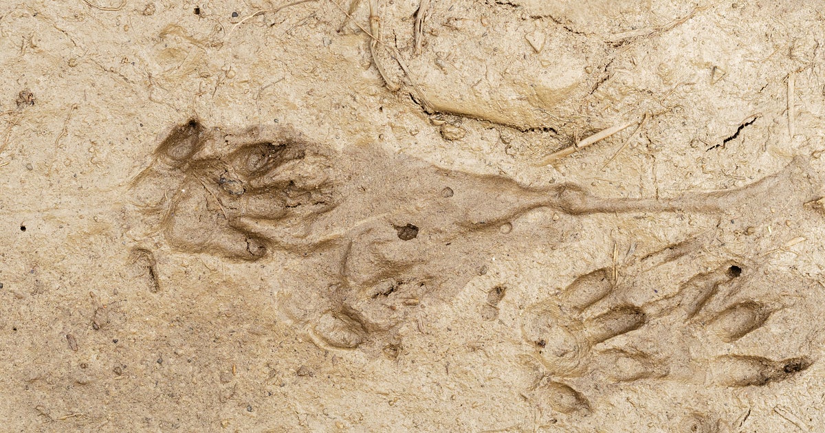 How Can I Tell If My Garden Has A Hedgehog?