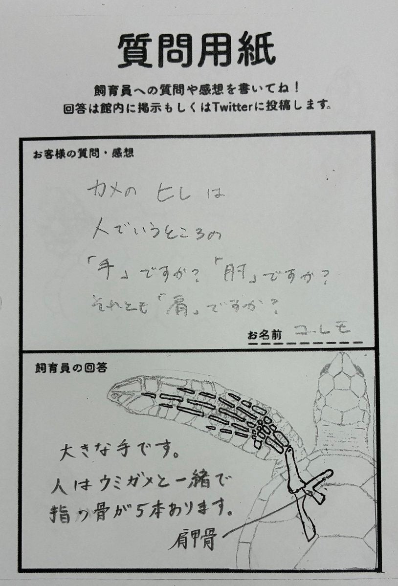 ウミガメの“ヒレ”は手？肩？肘？⇨飼育員の回答に「初めて知った」「丁寧な図解」と4.6万「いいね」