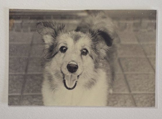 20年前の愛犬の瞳に映っていたのは…⇨奇跡の1枚に「涙が出る」「これはあかん」と感動の声続々