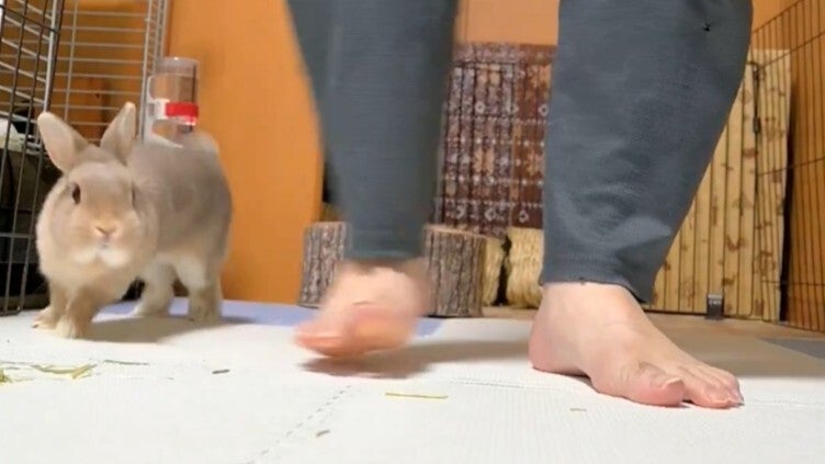おやつの気配でスイッチON！うさぎの“歓喜の舞”に「ハッピーおやつタイムダンス」の声