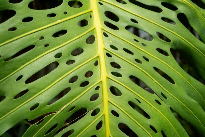 Monstera Obliqua