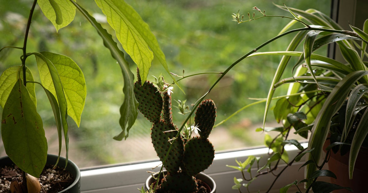 The Best Plants For Every Type Of Windowsill