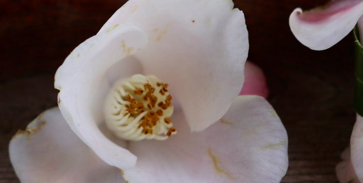 落ちたツバキで“踊り子”を手作りしてみたら…⇨優雅な阿波踊りに「発想が素晴らしい」「芸術作品だわ」の声