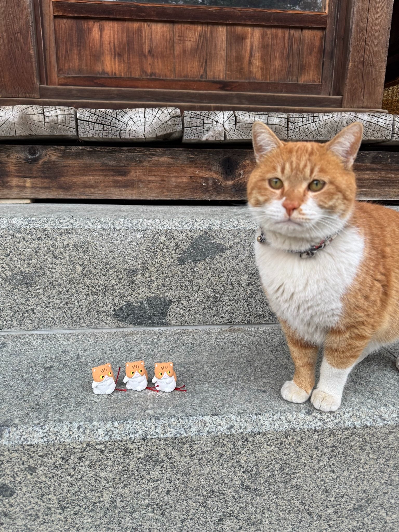 山形・庄内神社、住み着いた“看板猫”にそっくりの「福猫みくじ」を頒布スタート！「めっちゃ可愛い」「欲しい」が相次ぐ