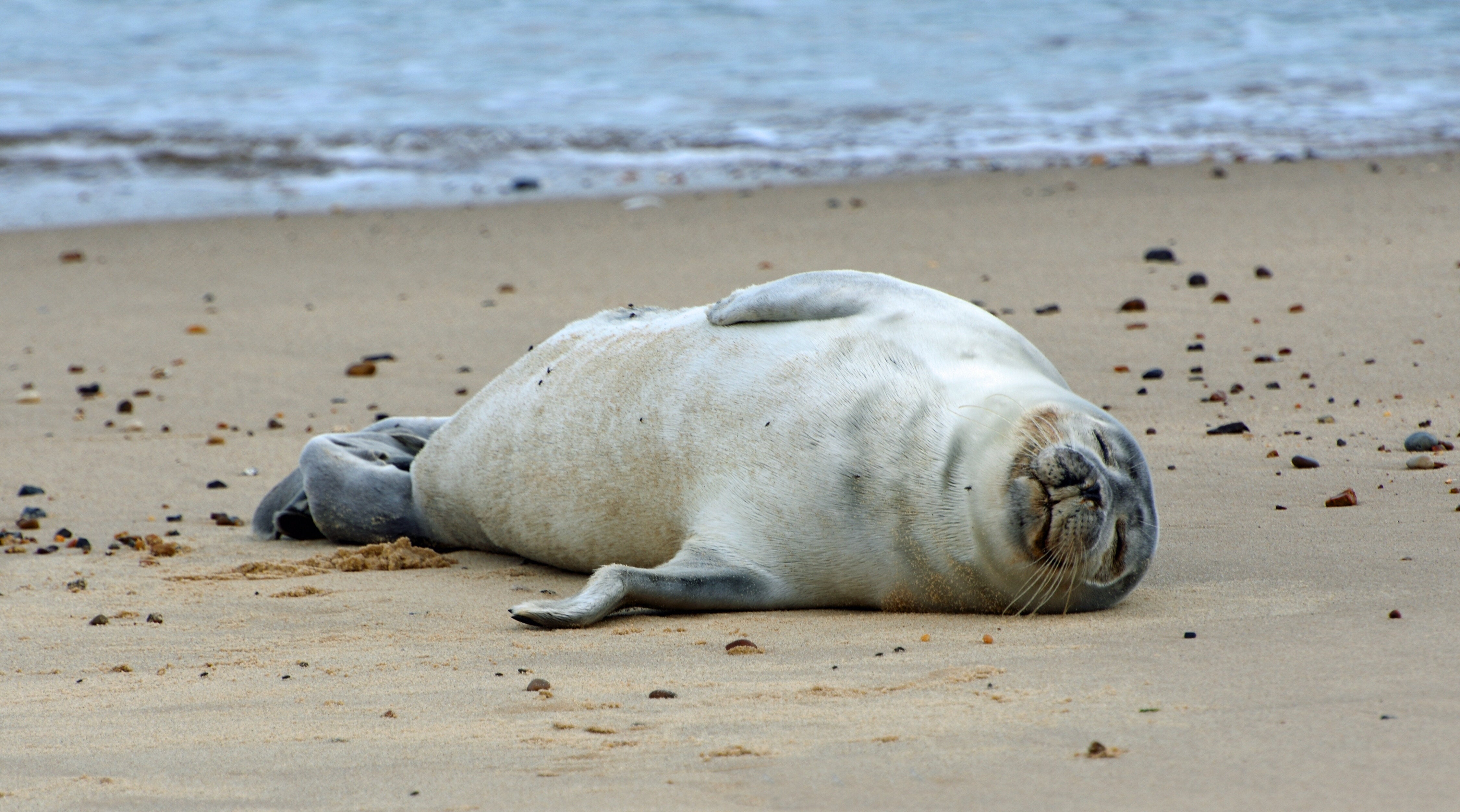 ゴマフアザラシの赤ちゃん、ふわふわの“あくび＆ゴロン姿”が尊い…⇨「産まれたばかりの大福」「まだモフモフ」