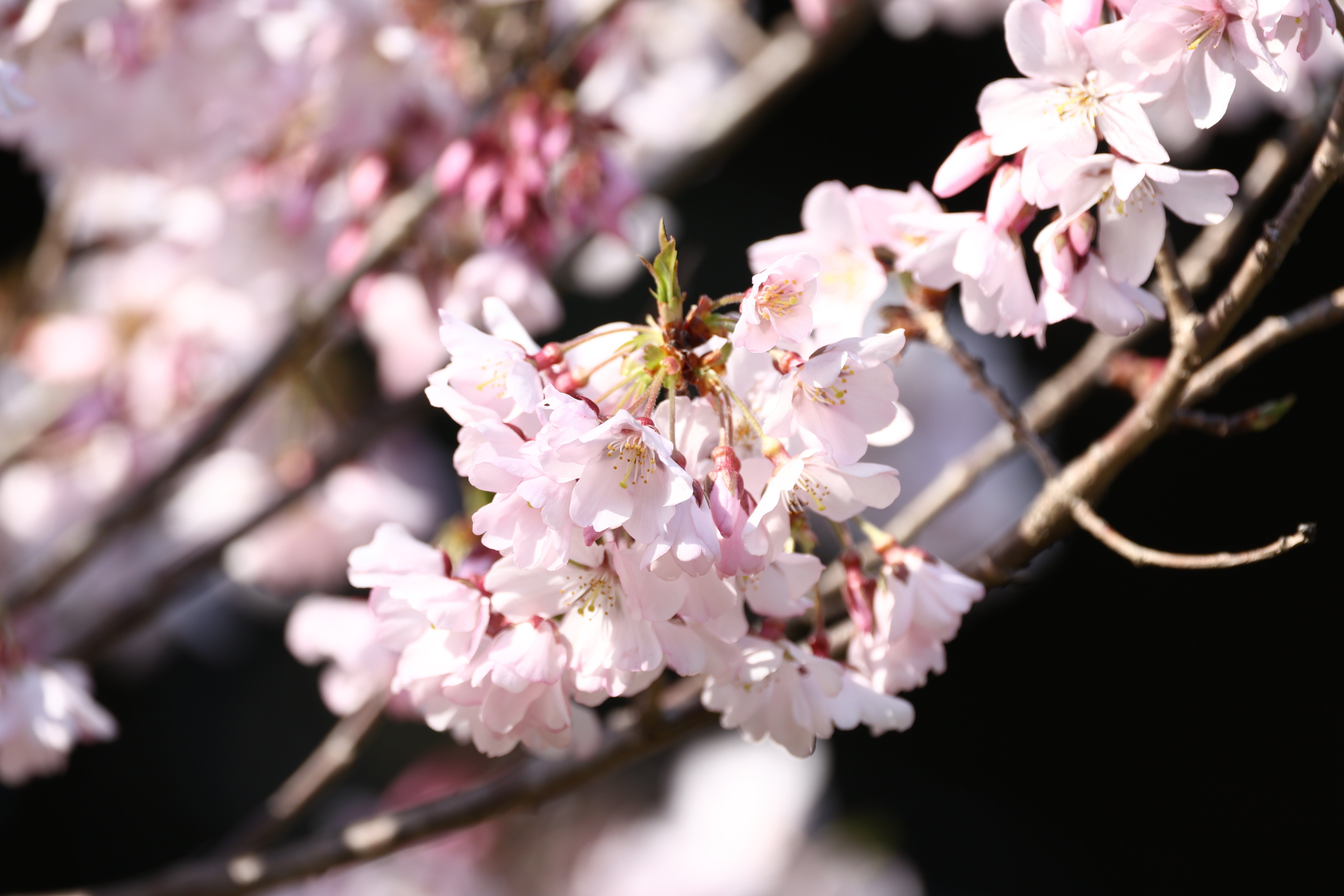 宮内庁インスタ、皇居の一角に咲く「桜」の写真公開→その美しさに息を呑む