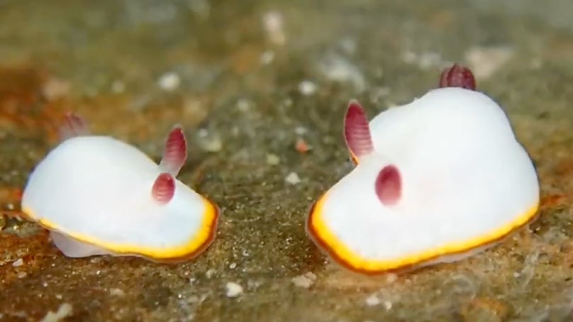 “海の宝石”どうしが頬にキス！その後は...2匹の動きに「ニヤニヤしちゃう」「じれったい」の声