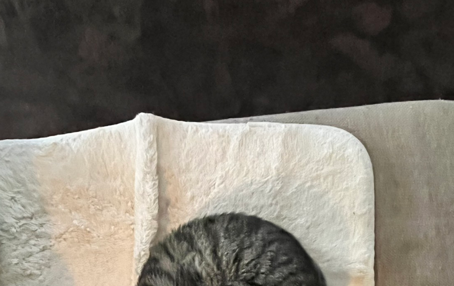 気の緩んだ猫を「科学的に検証」すると...まさかの『完全形』出現に「うちも」が相次ぐ