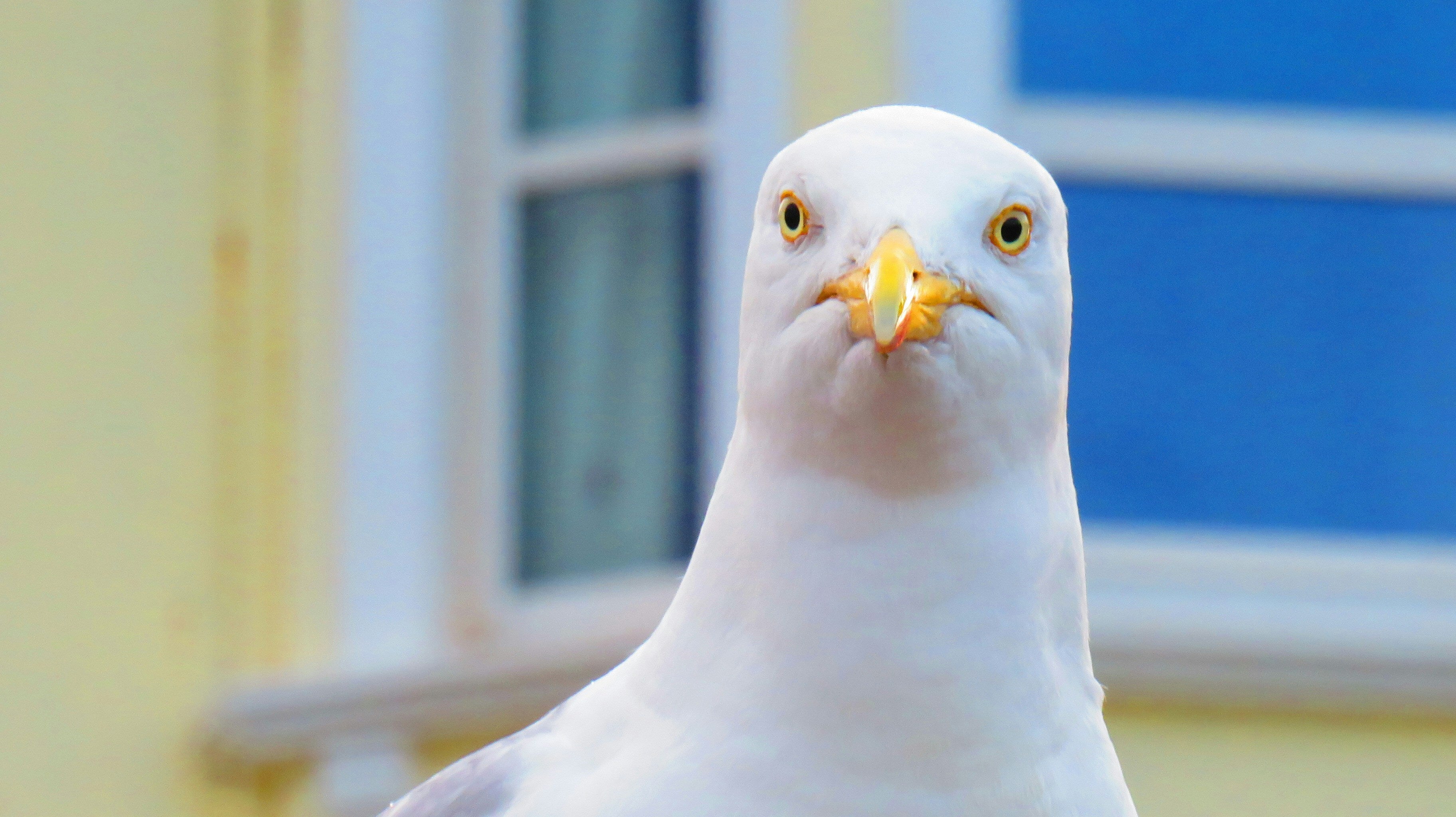 Painting Eyes On Chip Boxes Seems To Stop Seagulls Eating Them